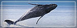 Alaska Cruise